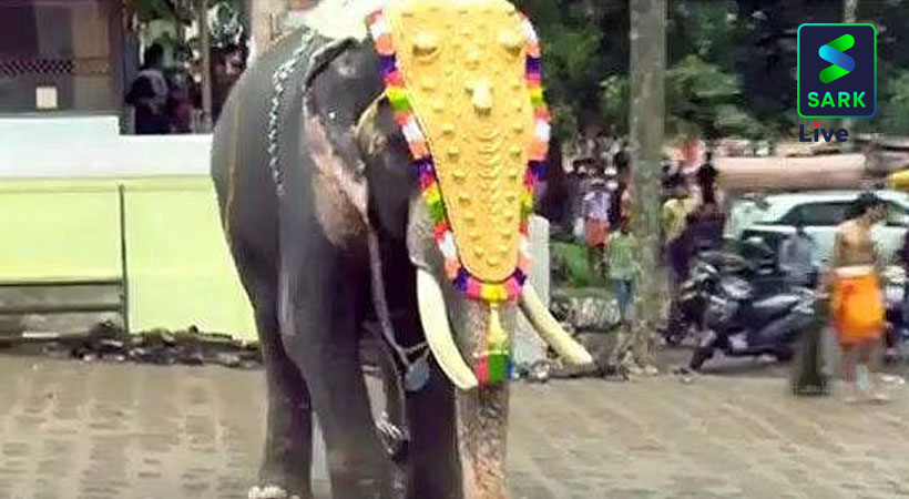 Thrissur Pooram Elephant Edanju