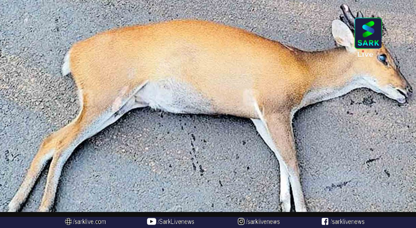 Indian muntjac deer palode forest