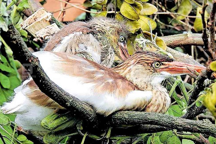 മുന്നറിയിപ്പില്ലാതെ മരം മുറിച്ച് പക്ഷികളെ കൊന്നൊടുക്കിയവർ കുടുങ്ങി