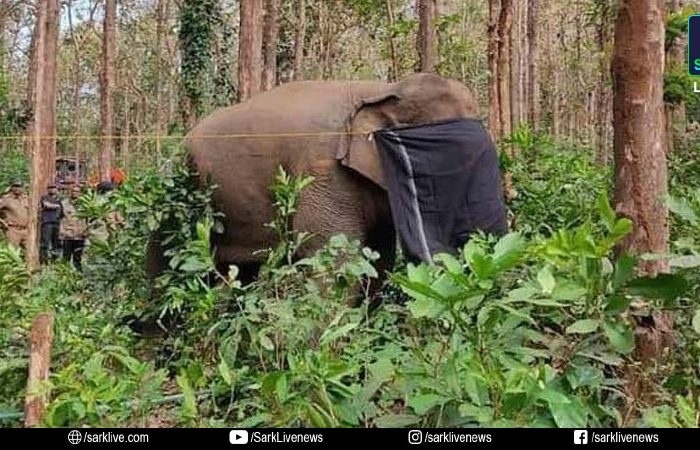 ധോണിയെ വിറപ്പിച്ച പി ടി 7 ആന പിടിയില്‍; ഫോറസ്റ്റ് ഓഫീസിലെ കൂട്ടില്‍ അടച്ചു