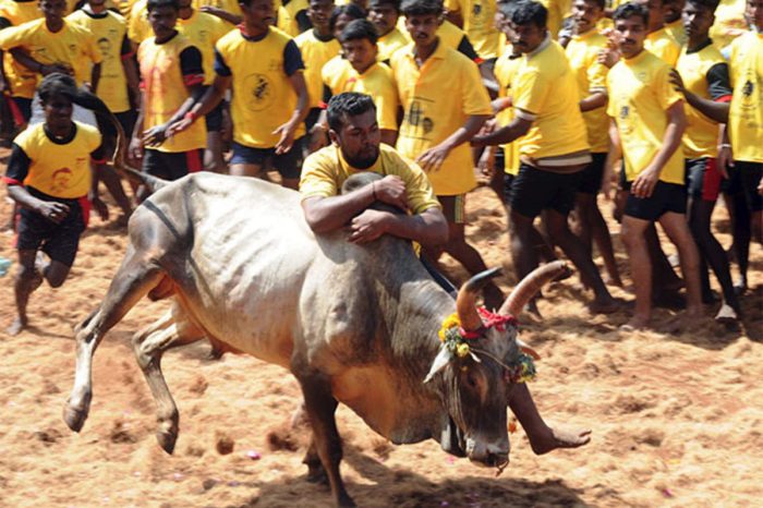 "ജല്ലിക്കട്ട്" വിഷയത്തിൽ ഇടപെടാനാകില്ല : സുപ്രീം കോടതി