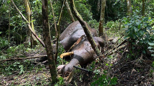 ചക്കക്കൊമ്ബനുമായുള്ള ഏറ്റുമുട്ടല്‍; അവശനിലയിലായിരുന്ന മുറിവാലൻ ചരിഞ്ഞു