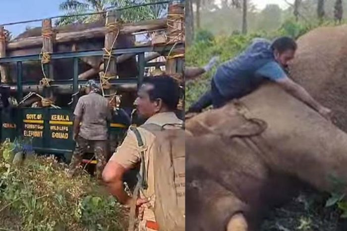 മസ്തകത്തിൽ പരിക്കേറ്റ ആന ചരിഞ്ഞു