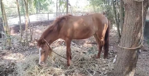 തളിപ്പറമ്പില്‍ നാട്ടുകാര്‍ക്ക് ശല്യമായി കുതിര; പിടിച്ചുകെട്ടി നഗരസഭ