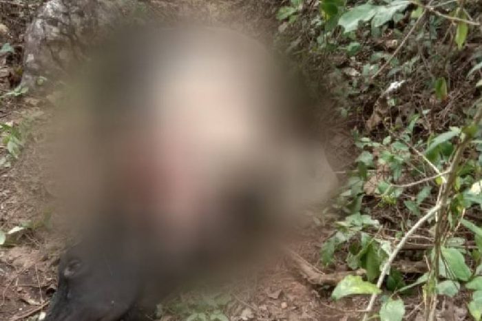കണ്ണില്ലാത്ത ക്രൂരത ;പശുവിനെ മോഷ്ടിച്ച് കയ്യും കാലും മുറിച്ചെടുത്ത് കടത്തി