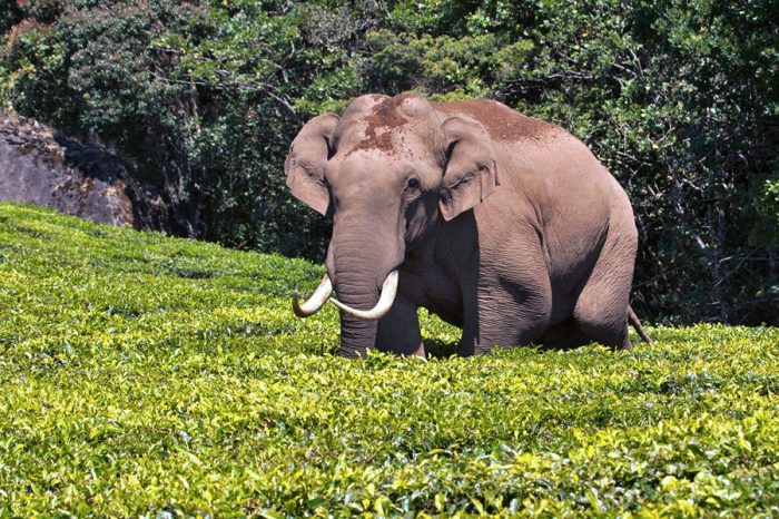 മൂന്നാറിൽ വീണ്ടും പടയപ്പ ഇറങ്ങി; ഒരു വീട് ഭാ​ഗികമായി തകർത്തു