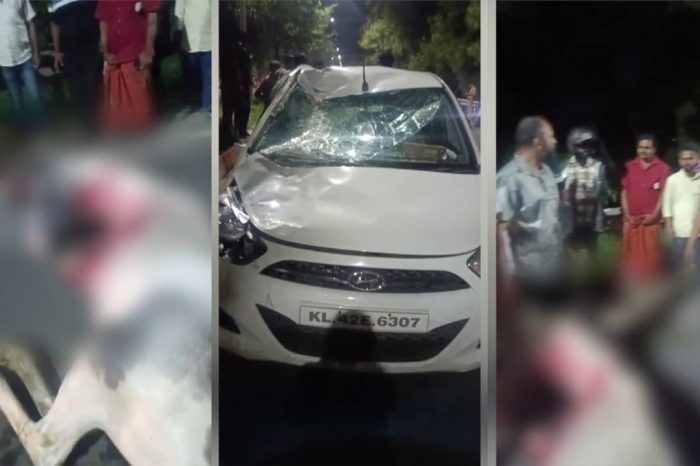 കുതിര സവാരി; കൊച്ചിയിൽ കാറിടിച്ച് കുതിരയ്ക്കും കാർ ഡ്രൈവർക്കും പരുക്ക്