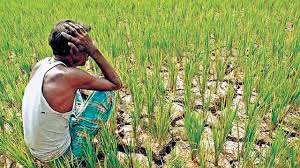 ഇന്ത്യയില്‍ ഓരോ മണിക്കൂറിലും ഒരു കര്‍ഷകന്‍ ആത്മഹത്യ ചെയ്യുന്നു: എന്‍സിആര്‍ബി റിപ്പോര്‍ട്ട്