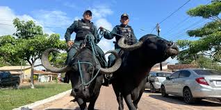 മറാജോ ദ്വീപിലെ 'പോത്ത് പോലീസുകാർ' 