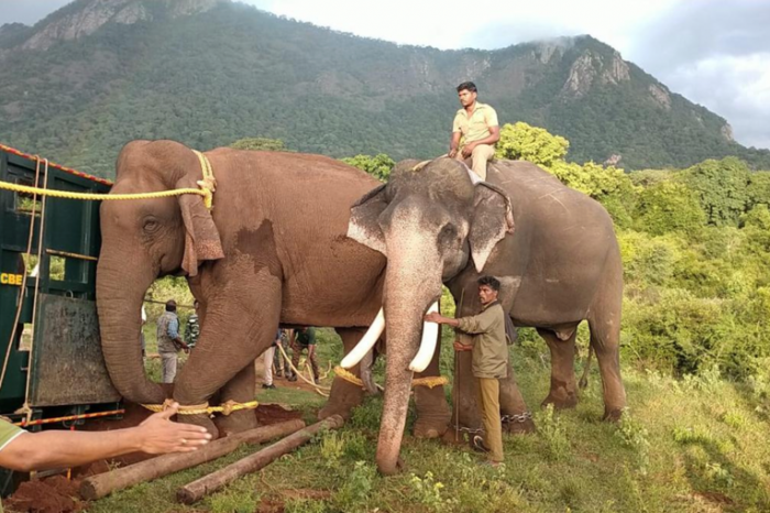 കുതിരാനില് വീട് ആക്രമിച്ച് കാട്ടാന; തുരത്താന് വനം വകുപ്പ്