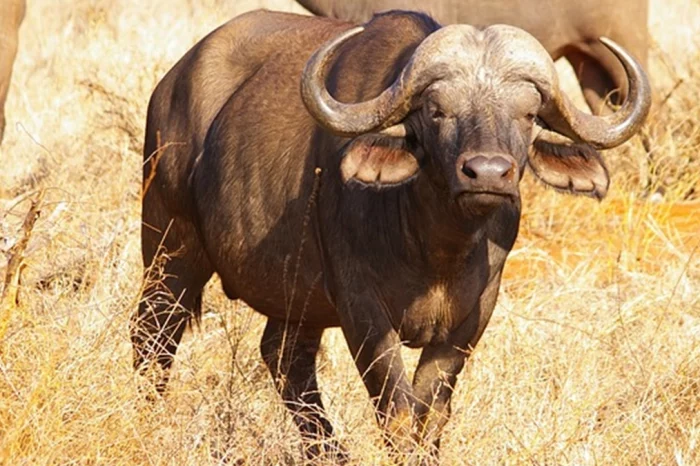 മറയൂരിനെ വിറപ്പിച്ച് കാട്ടുപോത്ത്; ജനത്തെ ഭീതിയില് നിര്ത്തി പരാക്രമം