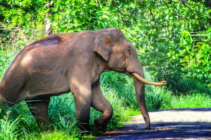 വയനാട്ടിലെ മുട്ടിക്കൊമ്പനെ മയക്കുവെടി വെച്ചു; മുത്തങ്ങയിലേക്ക് കൊണ്ടുപോകാൻ ശ്രമം